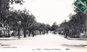 Taher - Avenue des Palmiers - 1911
